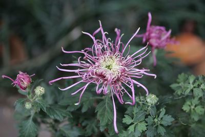 Close-up of pink flowering plant
