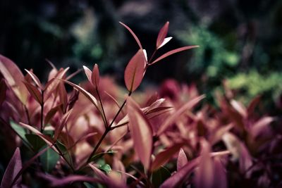 Close-up of red flowers