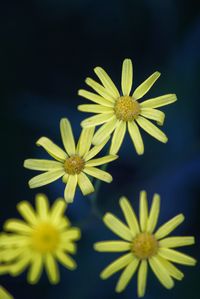 Close-up of yellow flowers