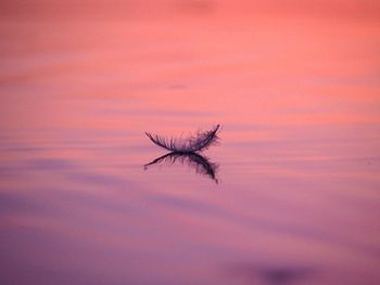 Close-up of dead plant against sky during sunset