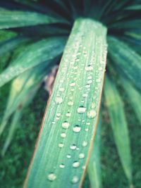 Close-up of leaf on grass