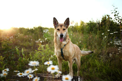 Portrait of dog running on field