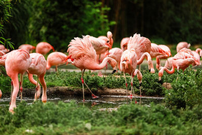 Flamingos in lake