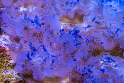 Close-up of coral underwater