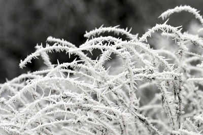 Close-up of frozen plants during winter