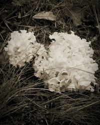 Close-up of flowers blooming outdoors