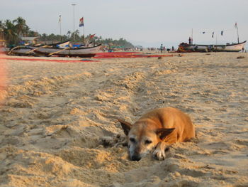 India. dog lies in the sand
