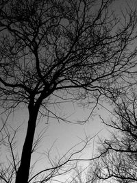 Low angle view of bare trees against sky