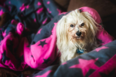 Close-up portrait of dog