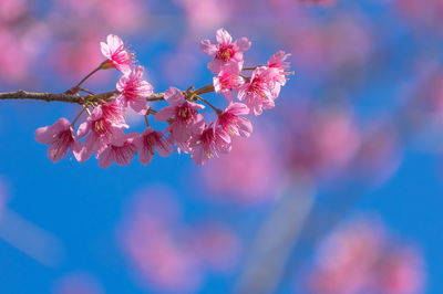 Low angle view of pink cherry blossom