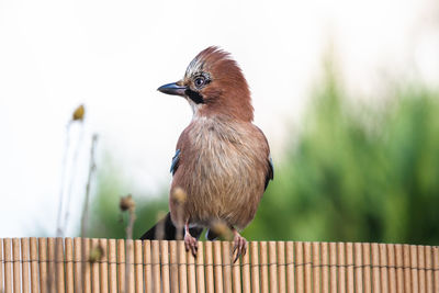 Close-up of bird perching on railing, jaybird