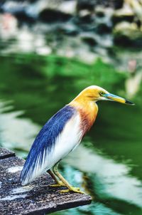 Bird perching on a lake