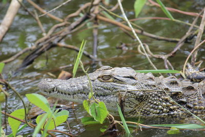 African crocodile - nile river