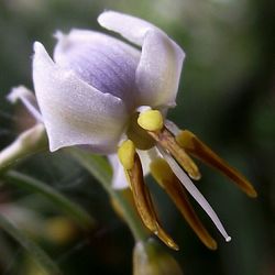 Close-up of yellow flower