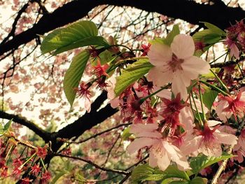 Close-up of pink flowers