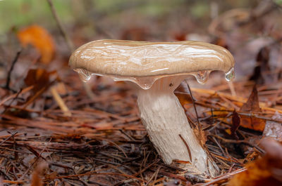 fungus