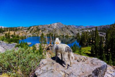 Horse on rock against clear blue sky