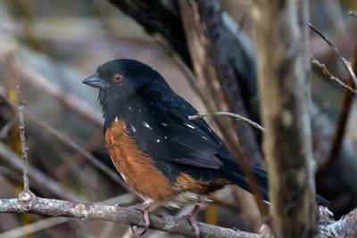 Close-up of bird perching on branch