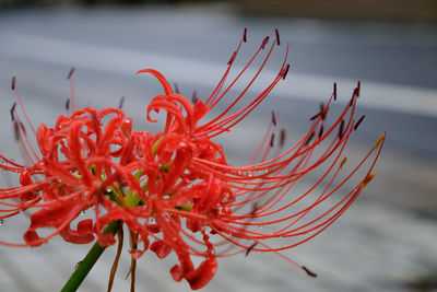 Close-up of wet red flower