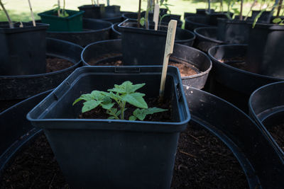 Close-up of potted plants in greenhouse