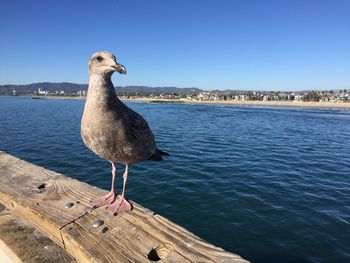 Seagull perching on a sea against clear sky