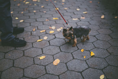 Low section of person with dog on walkway