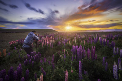 Purple flowering plants on field against sky during sunset