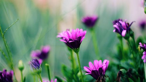 Close-up of purple flowers blooming in field