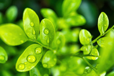 Close-up of wet leaves