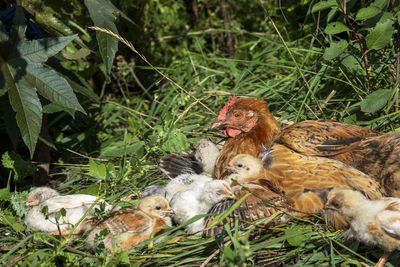View of sheep and plants on land