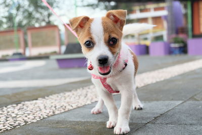 Close-up portrait of dog on sidewalk