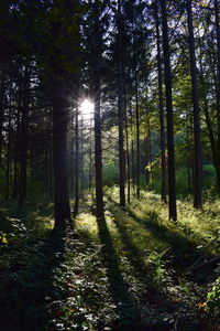 Sunlight streaming through trees in forest