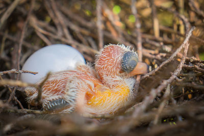 Close-up of birds in nest