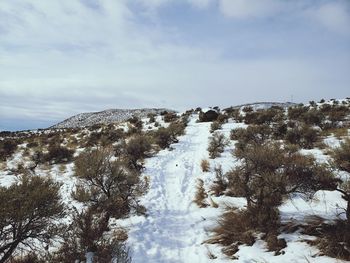 Snow covered land and trees against sky