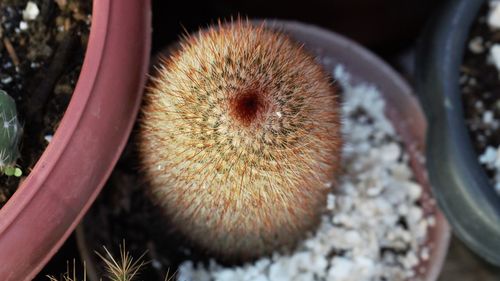 High angle view of cactus