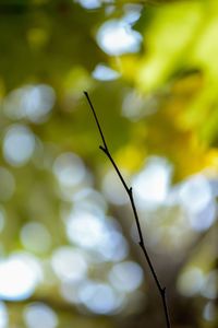 Close up of leaf