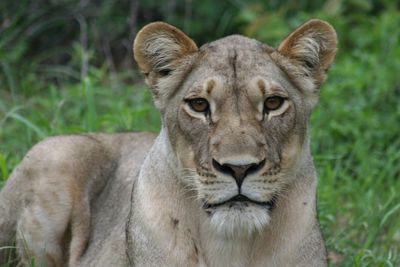 Portrait of lion relaxing outdoors