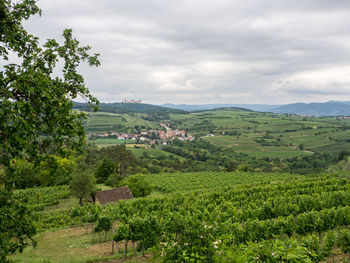 Scenic view of agricultural field against sky