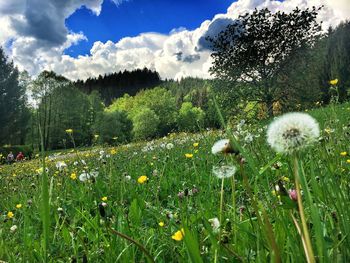 Scenic view of flowering plants on field against sky