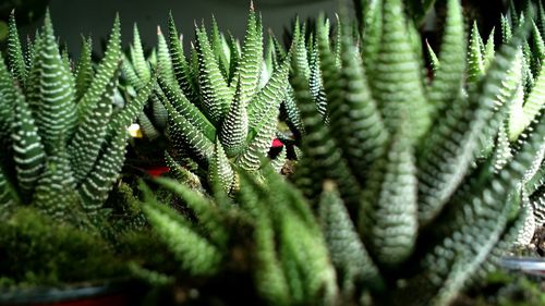 Close-up of succulent plant