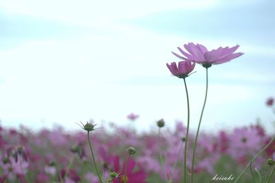 Close-up of pink flowers blooming in field