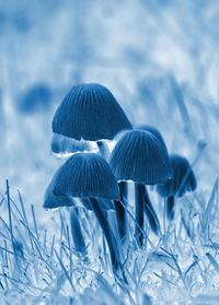 Close-up of mushroom growing on field during winter