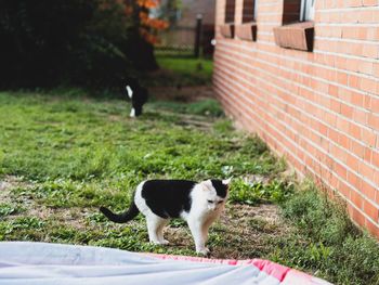Cat standing in yard
