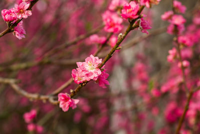 Close-up of pink flowers blooming on tree