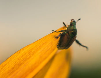 Close-up of insect on leaf