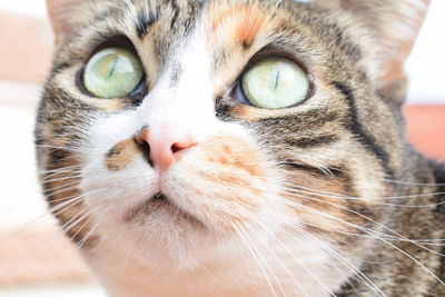 Close-up portrait of a cat