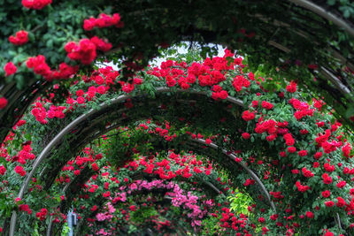 Close-up of red flowering plants in garden