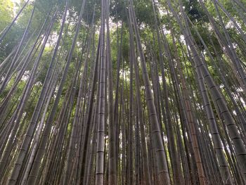 Low angle view of bamboo trees in forest