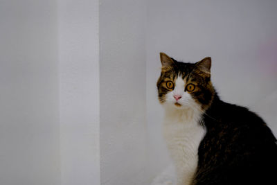 Close-up portrait of a cat against wall