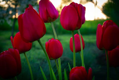 Close-up of red tulips in field